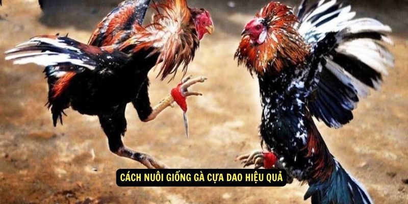 Giống Gà Cựa Dao – Đặc Điểm, Giá Trị Và Sức Chiến Đấu 6 Giống gà cựa dao - Cách nuôi