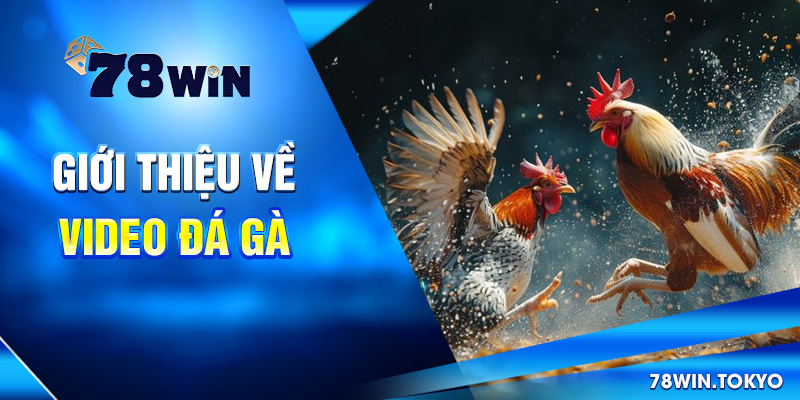 Video Đá Gà Trực Tiếp 78WIN - Livestream Sắc Nét, Full HD 7 Giới thiệu về video đá gà